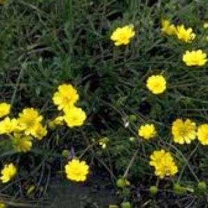 Meet your Posher, Lalarissa